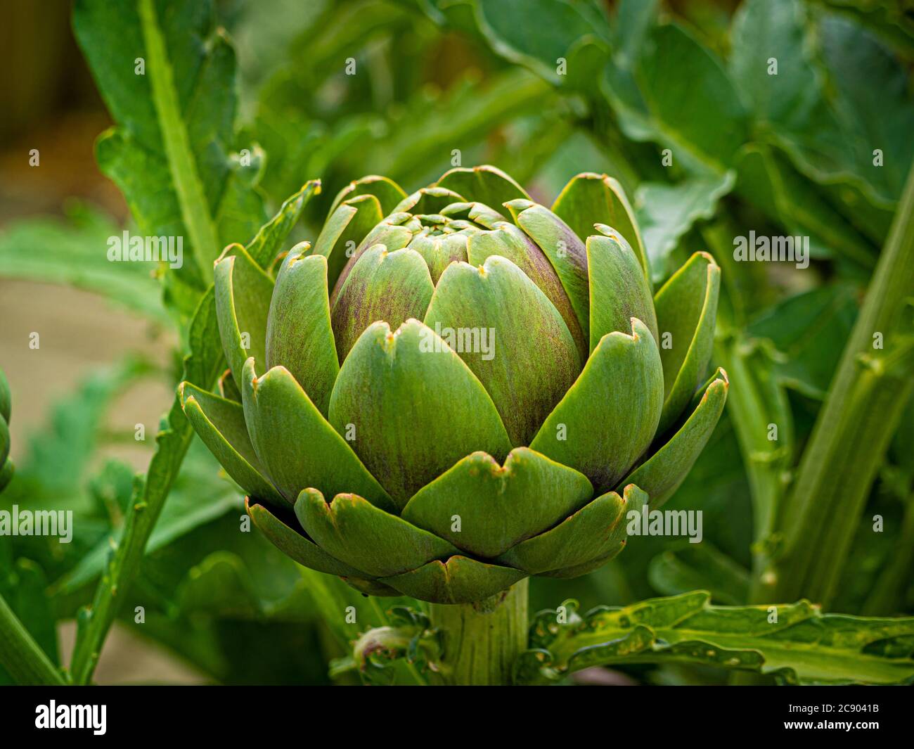 Close up of a globe artichoke growing in a garden. Stock Photo