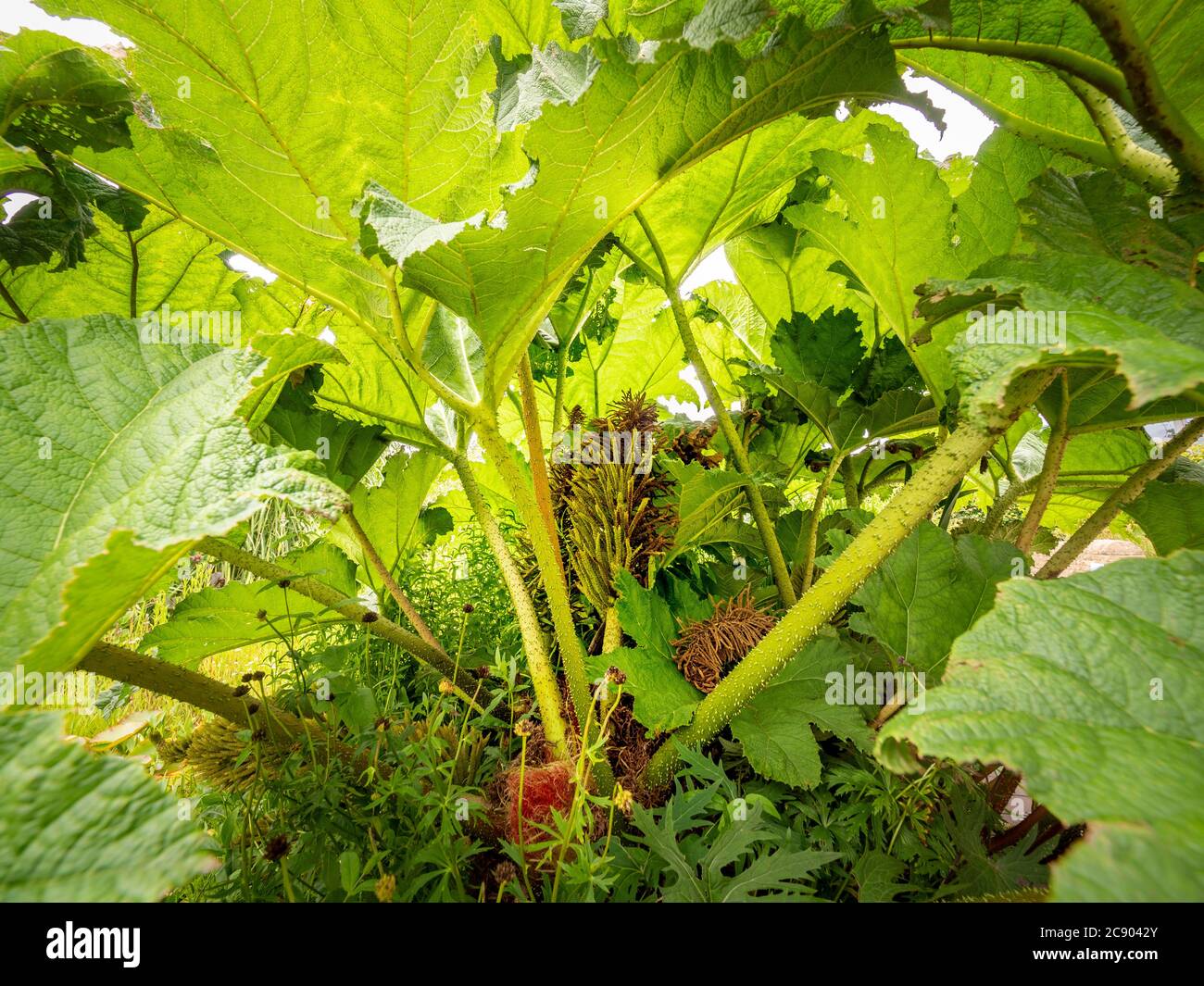 Underneath side of Gunnera manicata leaves, along with spiky stems. Stock Photo