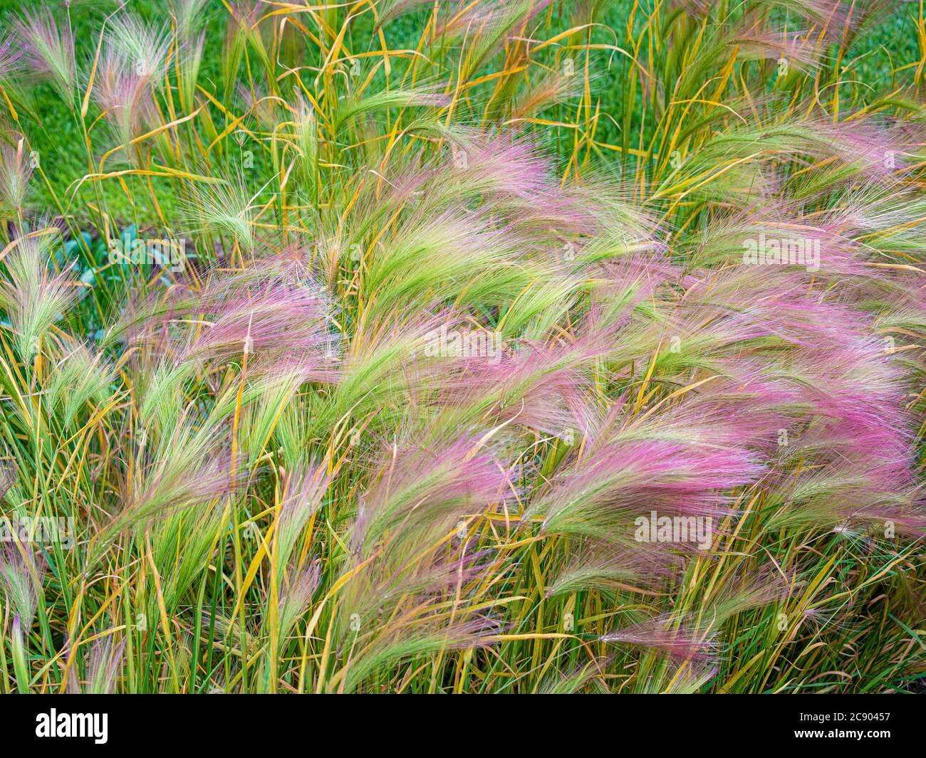 Pink Foxtail Barley growing in a UK garden. Stock Photo