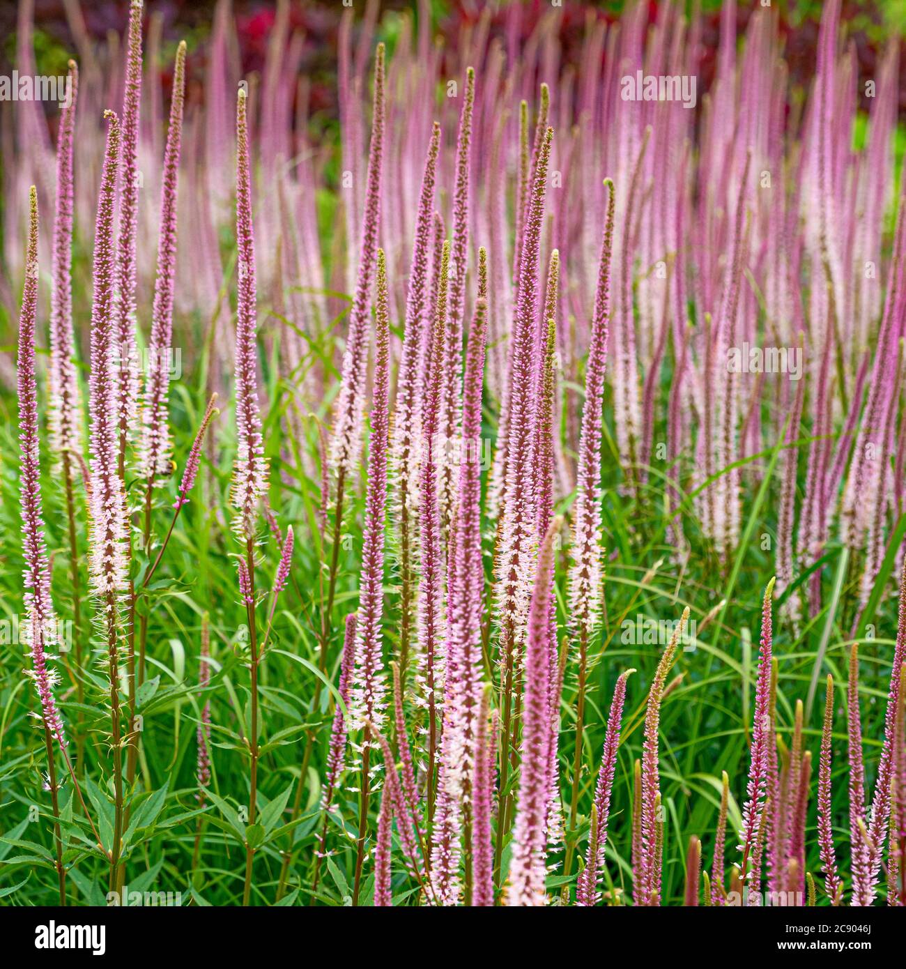 Pink Veronicastrum virginicum Erica growing in a flower border. UK Stock Photo