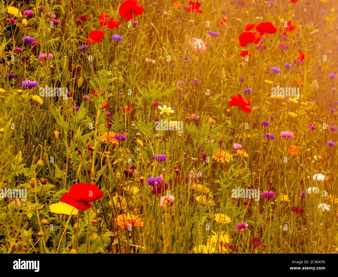 Wildflower summer meadow sunset hi-res stock photography and images - Alamy