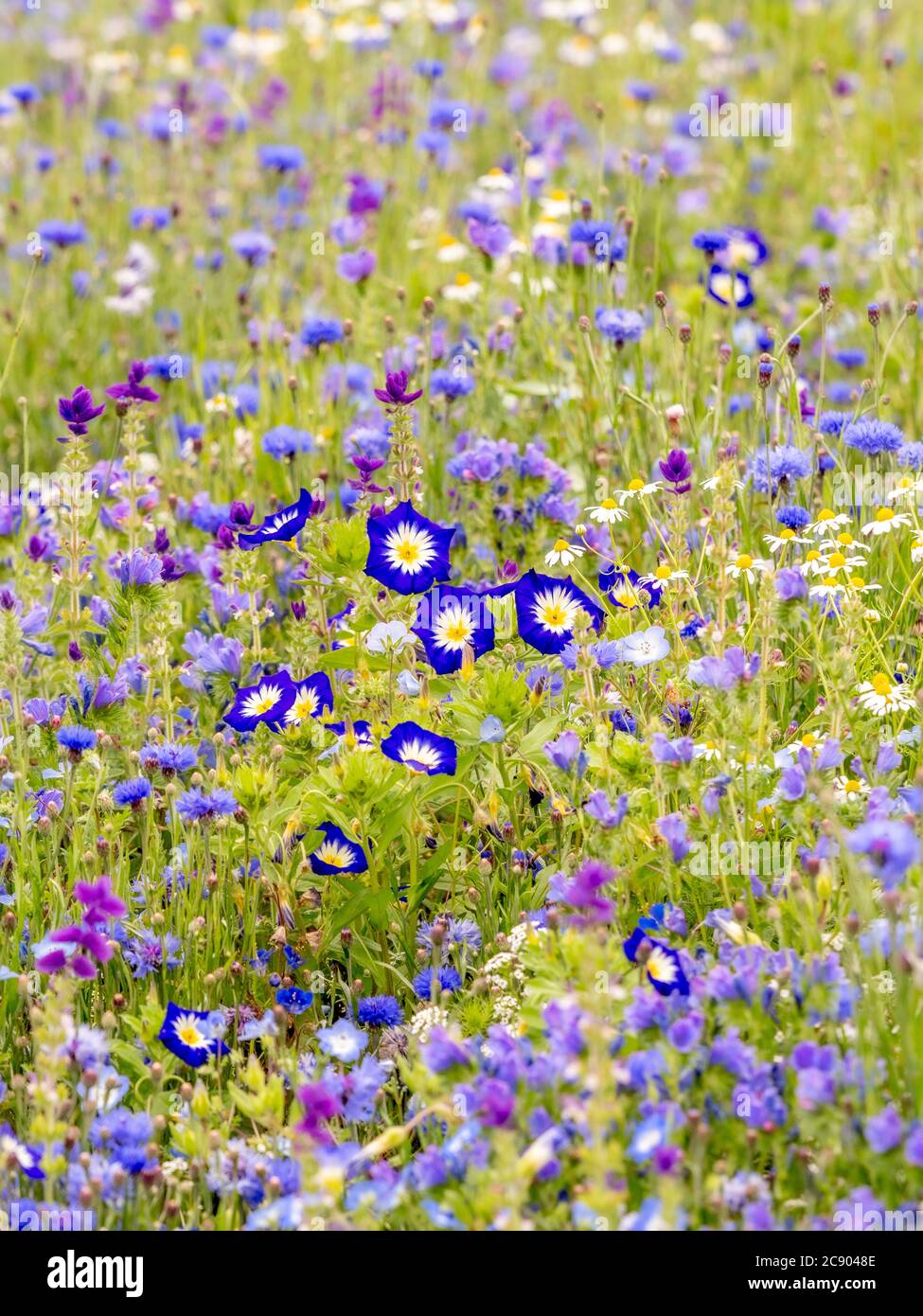 Summer flower meadow hi-res stock photography and images - Alamy