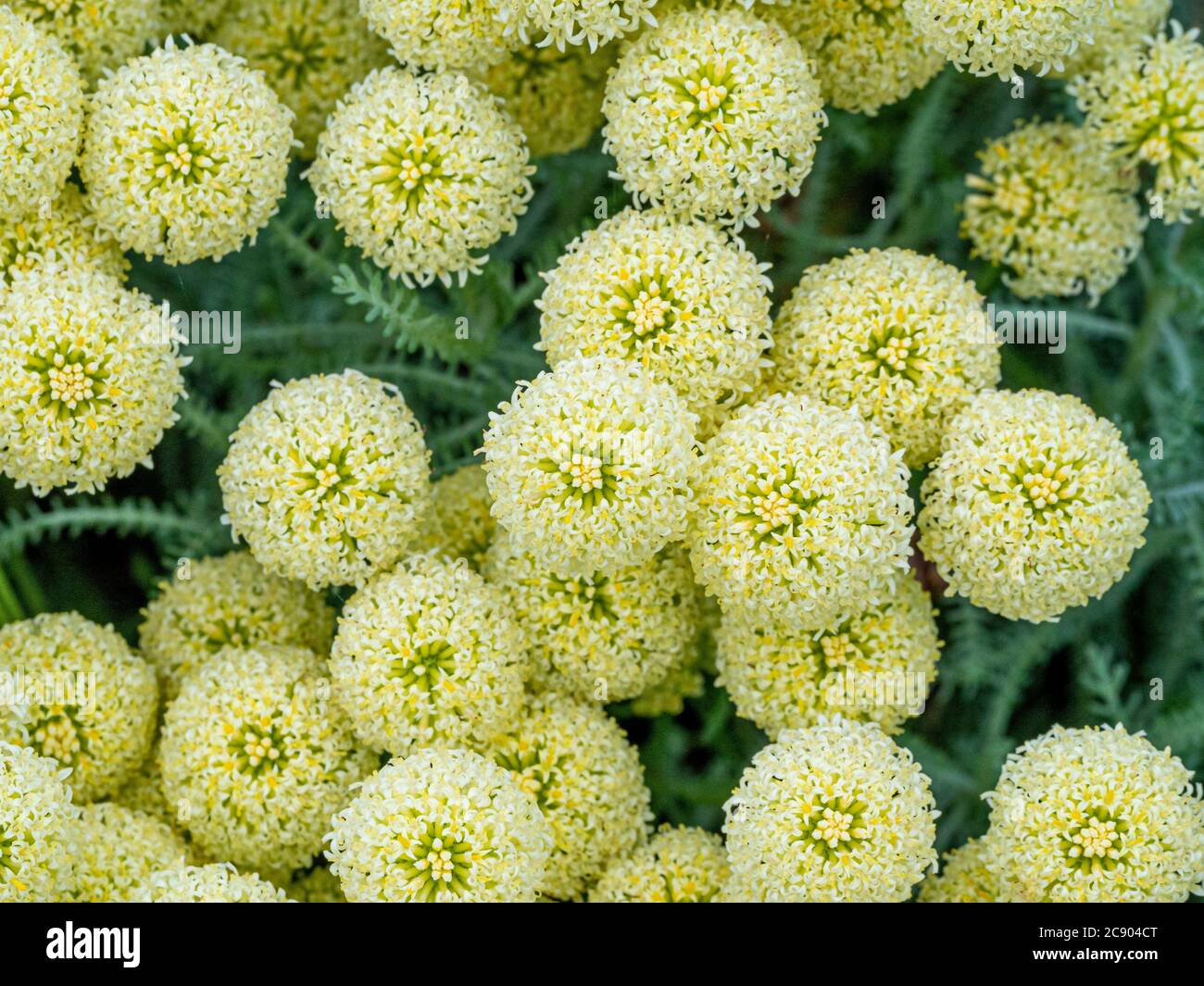 The pale yellow flowers of Santolina pinnata subsp. neapolitana growing in a garden. Stock Photo
