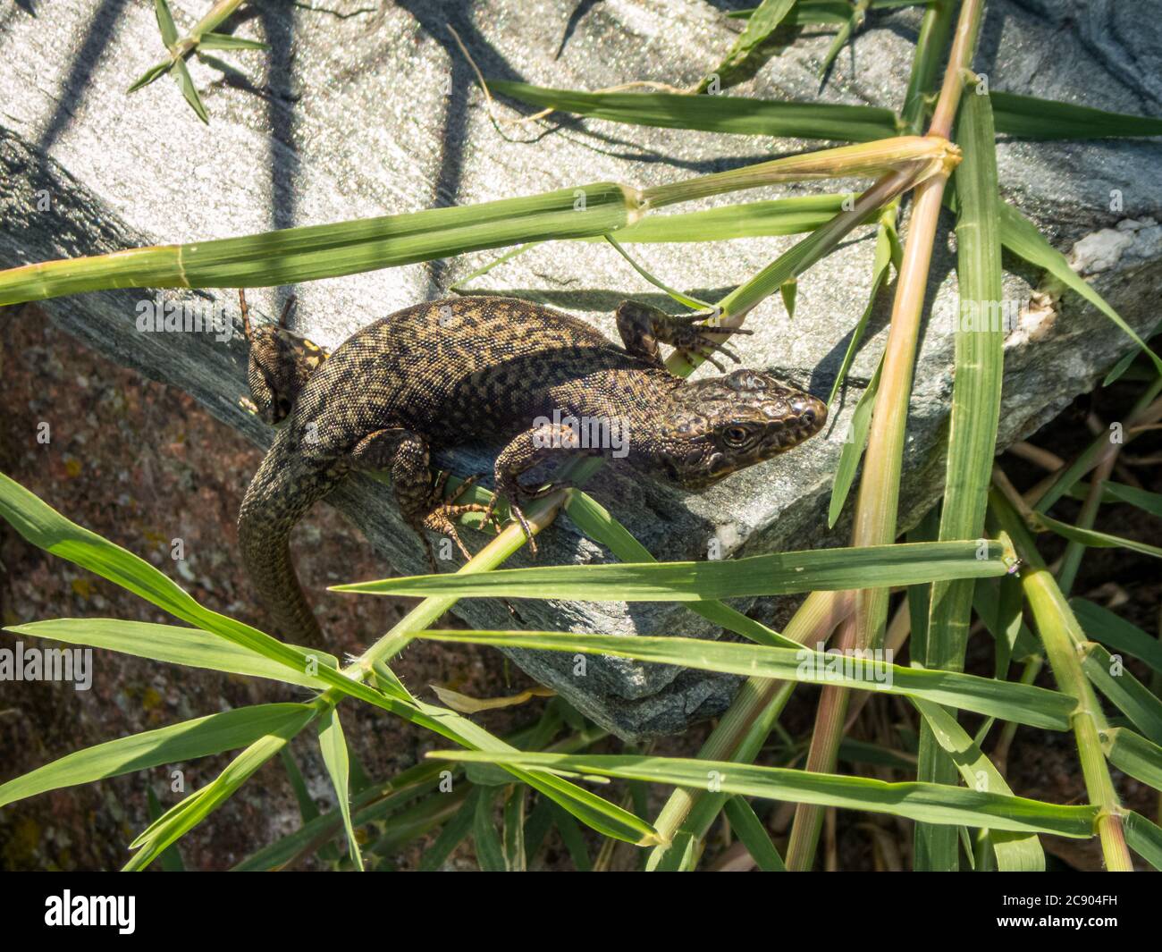 Lizard hides on a stone in the reeds Stock Photo Alamy