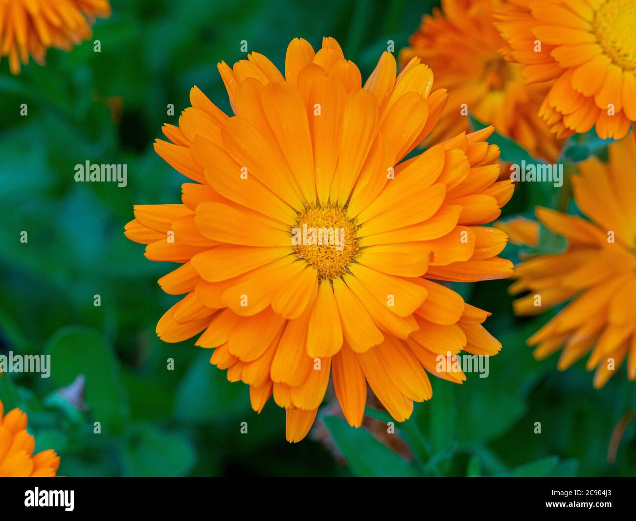 Plan view of orange marigolds growing in a garden. Stock Photo