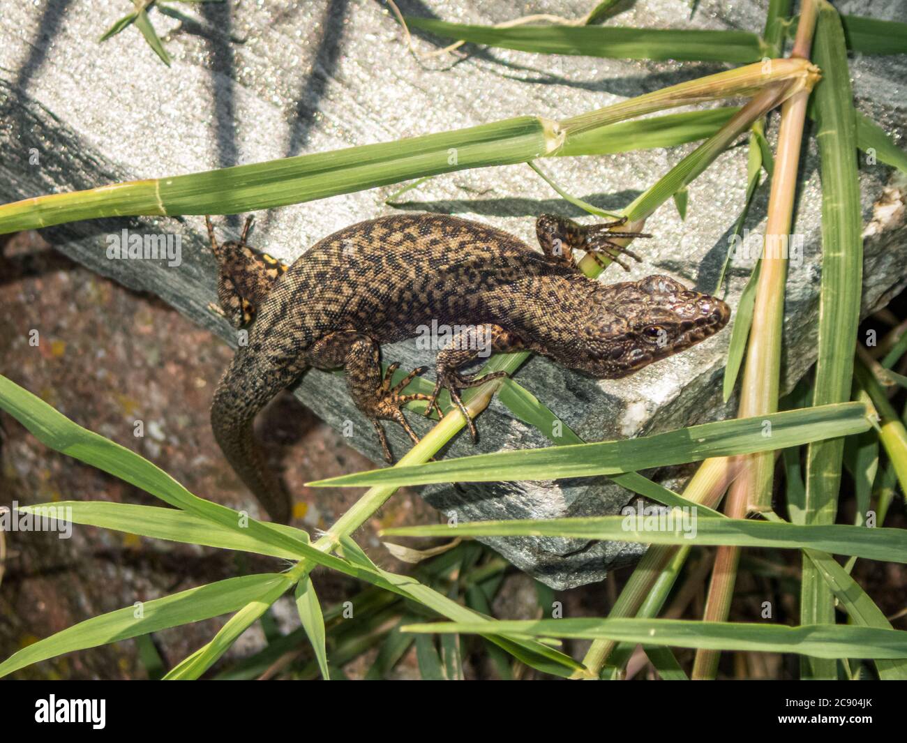 Lizard hides on a stone in the reeds Stock Photo Alamy