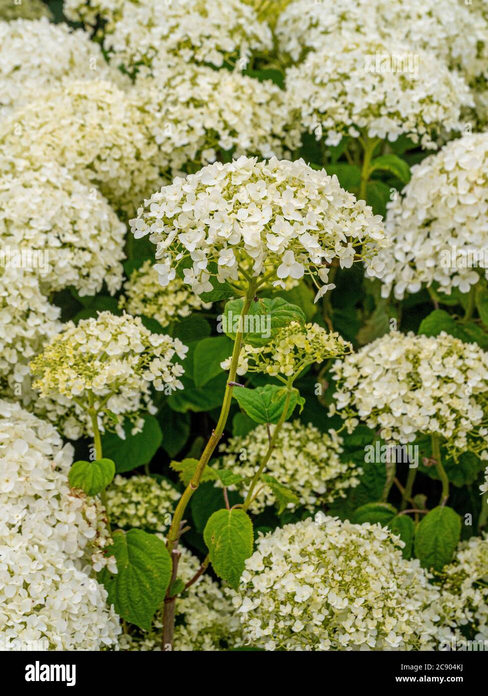 Close up of the white flowerheads of Hydrangea arborescens 'Annabelle' growing in a garden. Stock Photo