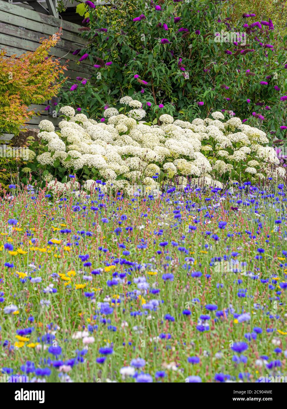 Blue cornflower meadow with white hydrangea 'Annabelle' in the background in a UK garden. Stock Photo