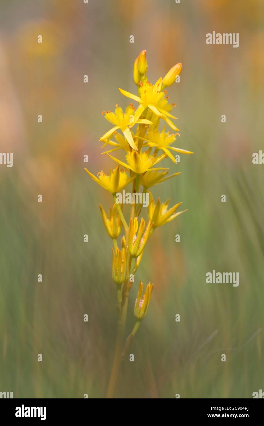 Yellow flower spike hires stock photography and images Alamy