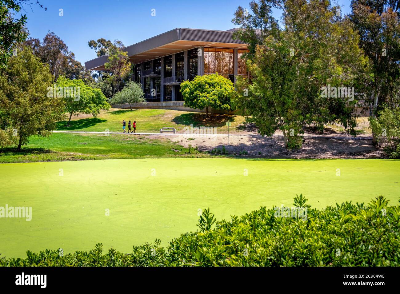 Duckweed covered lake in Huntington Beach Central Park with Central