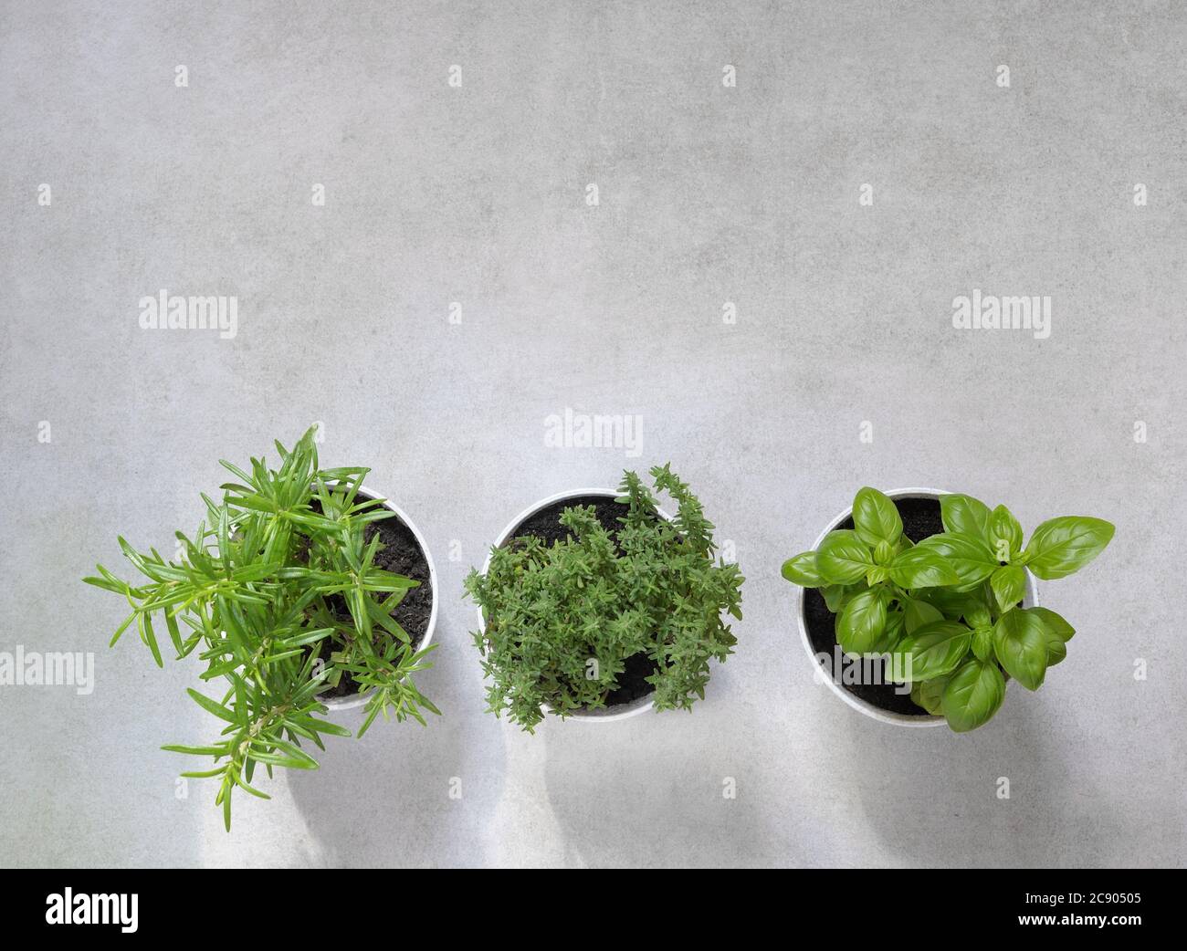 Fresh aromatic herbs rosemary, thyme and basil in white pots over light background. Home garden. Stock Photo