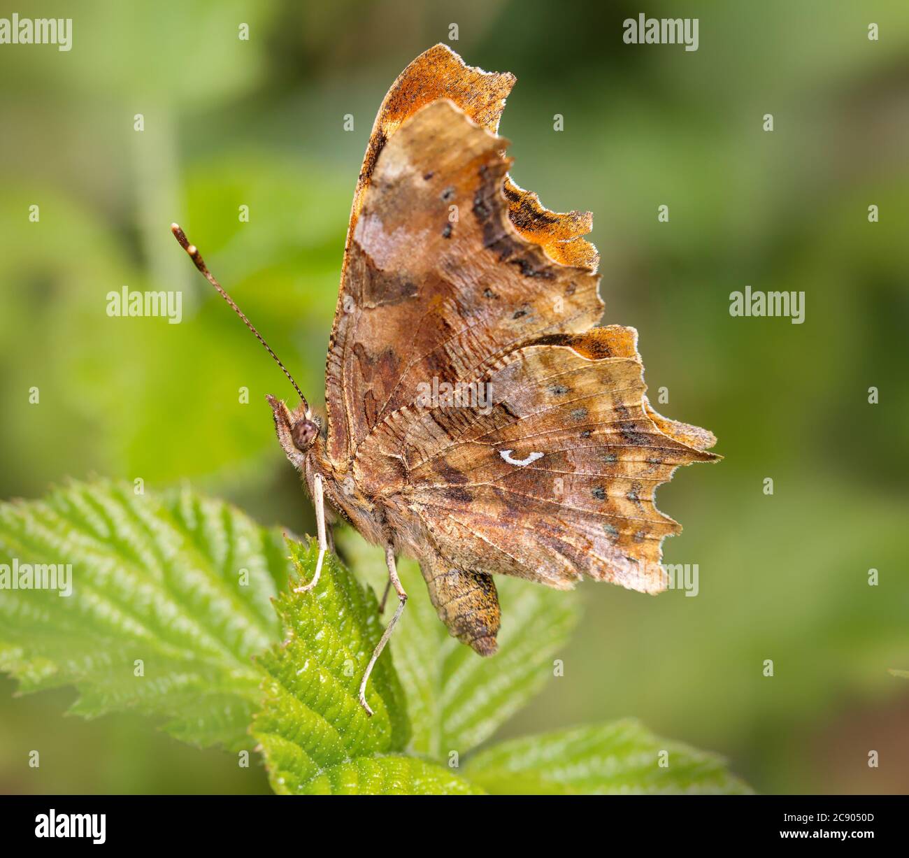 Comma Butterfly, Polygonia c-album, Resting, Sitting With Wings Up Showing Distinctive Comma Mark,  On A Bramble Leaf. Taken at Longham Lakes UK Stock Photo