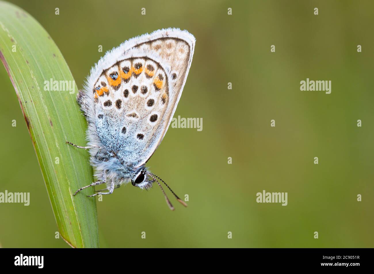 Common Blue Butterfly, Polyommatus icarus, Resting Head Down On A Grass ...