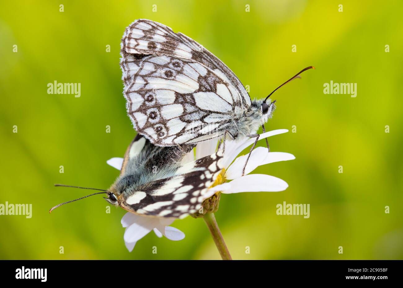 Pair Of Marbled White Butterflies, Melanargia galathea Mating On Top Of A Daisy Flower On A Diffuse Green Background. Taken at Longham Lakes UK Stock Photo