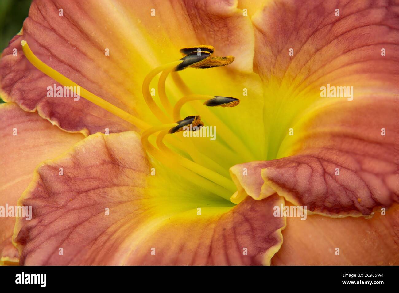 Closeup of gorgeous daylily blossom (Hemerocallis) with yellow throat. Ruffled petals are a blend of rose and pink with yellow along the edges. Stock Photo