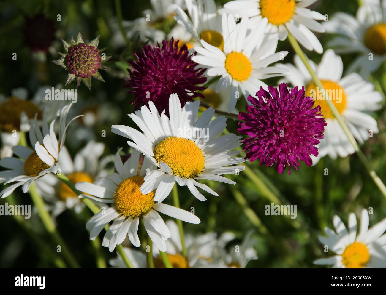Oxeye daisies with Knautia 'Thunder and Lightning' Stock Photo