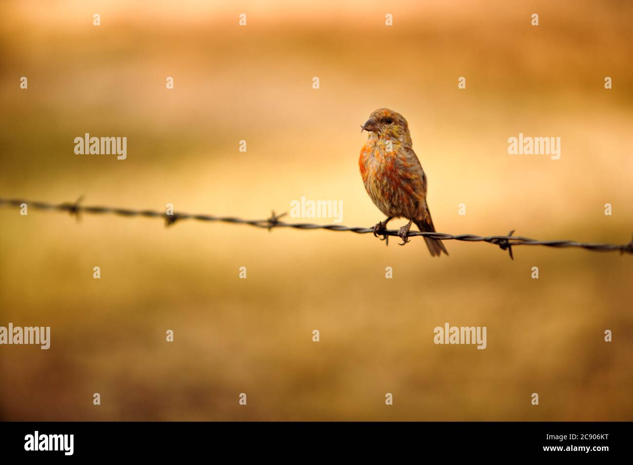 A female red crossbill, Loxia curvirostra, perched on a barbed wire fence. Red crossbills are a Medium-large finch with large head, plump body, short Stock Photo