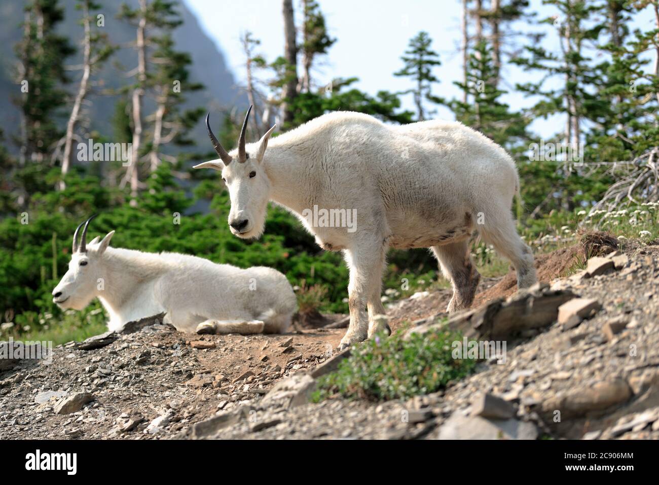 Two mountain goats (Oreamnos Americanus) in beautiful Glacier National Park, Montana. Stock Photo