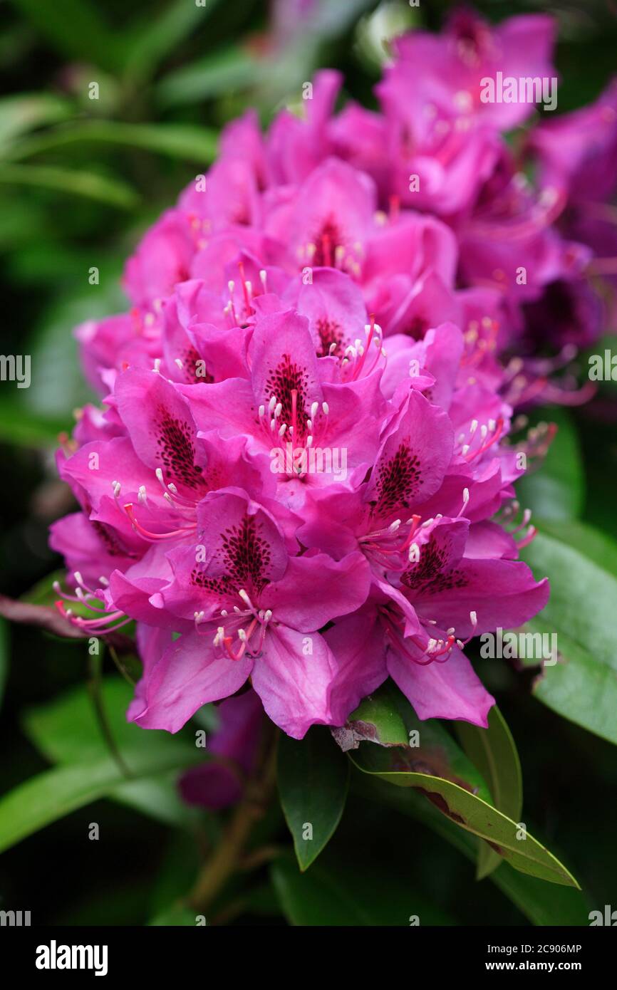 A purple Anah Kruschke rhododendron in full bloom, in the Pacific cascades  area of Oregon Stock Photo - Alamy