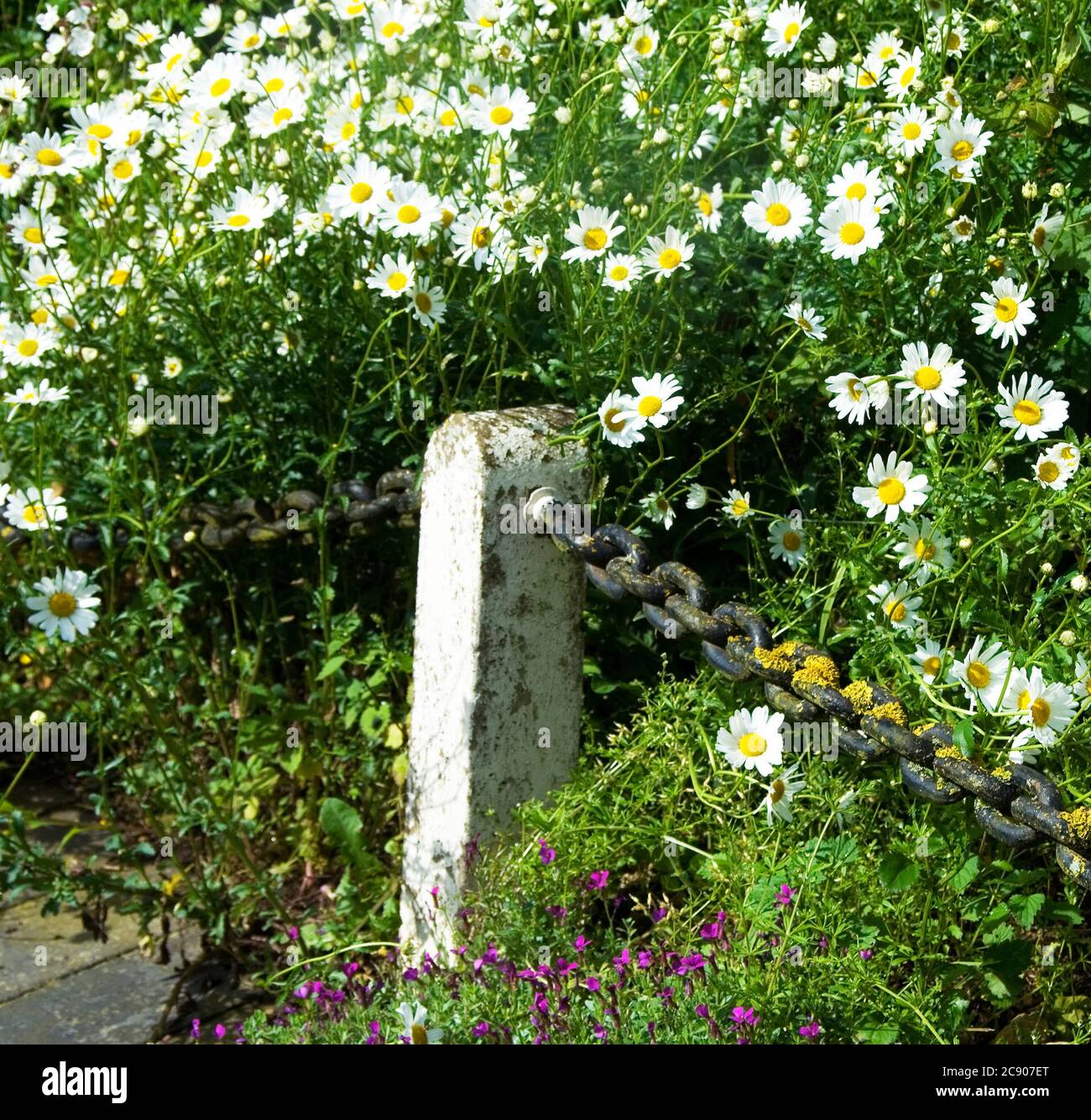 'Daisy Chain' Wild ox-eye daisies on the edge of the churchyard in Welby. Stock Photo