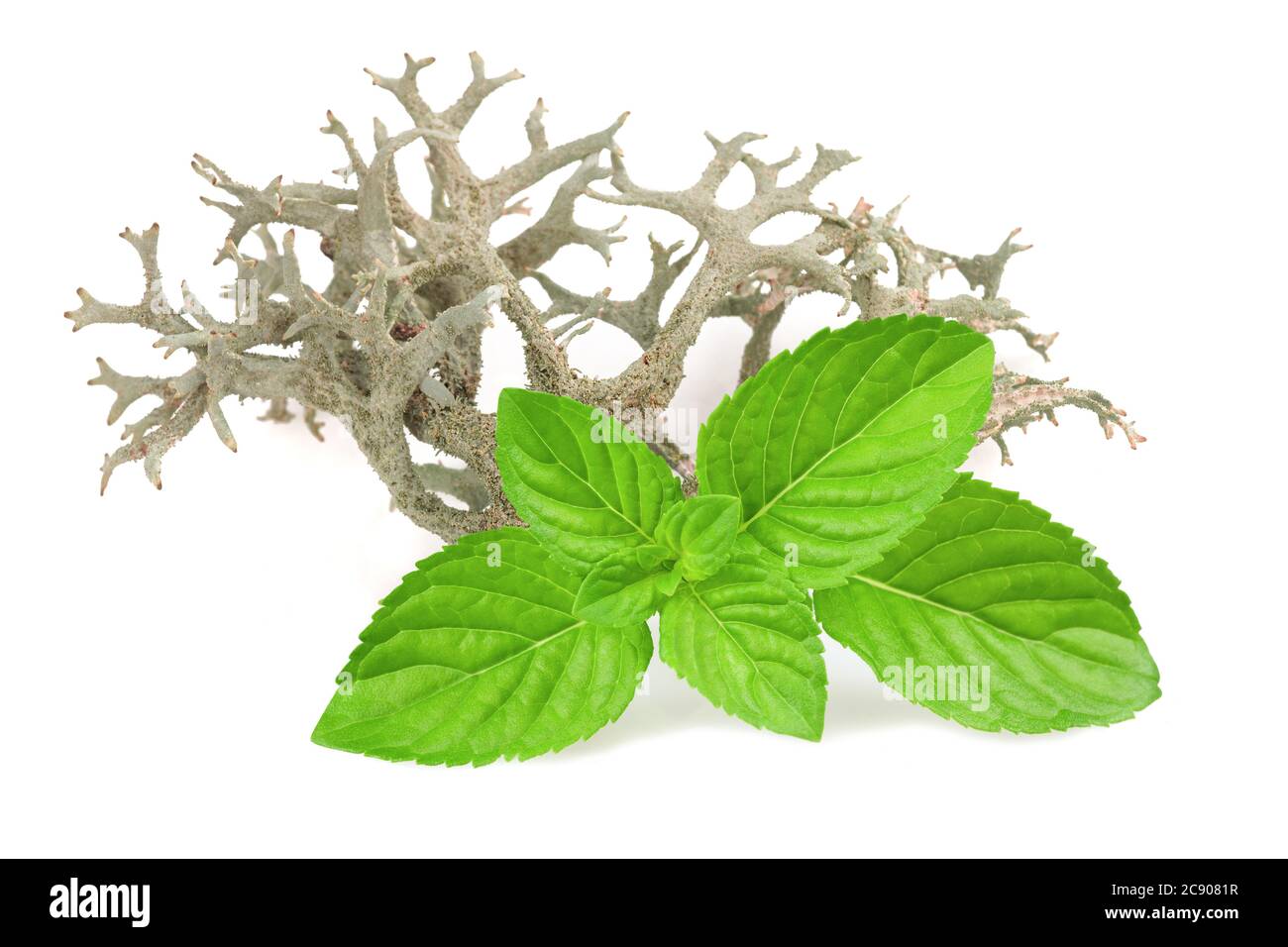 Iceland Moss and mint isolated on white Stock Photo