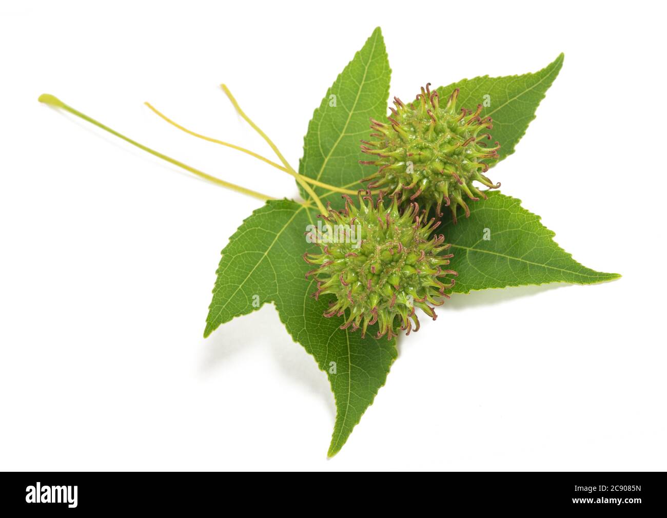 American sweetgum leaf with fruits isolated on white Stock Photo