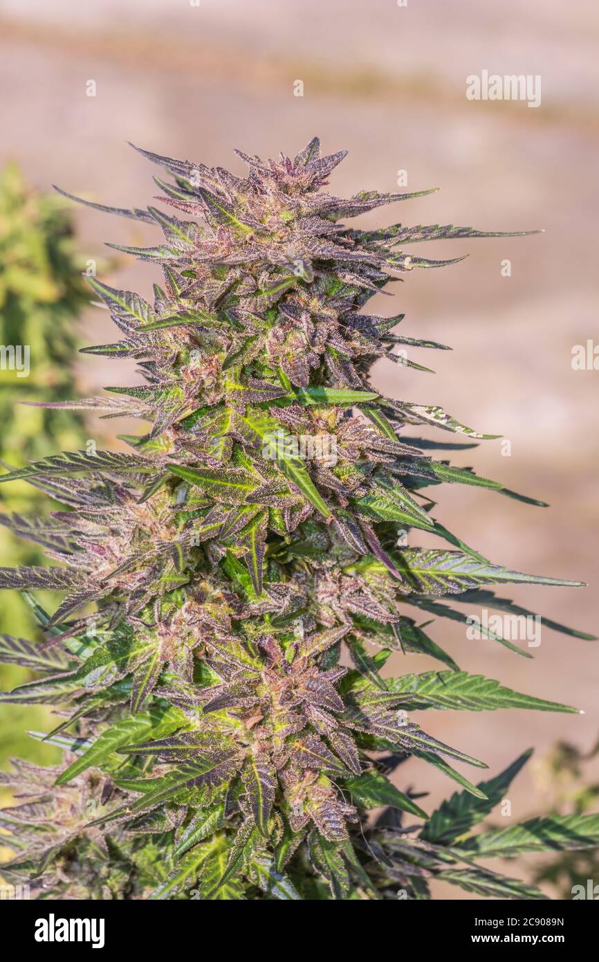 Female Marijuana Plant High Resolution Stock Photography and Images Alamy