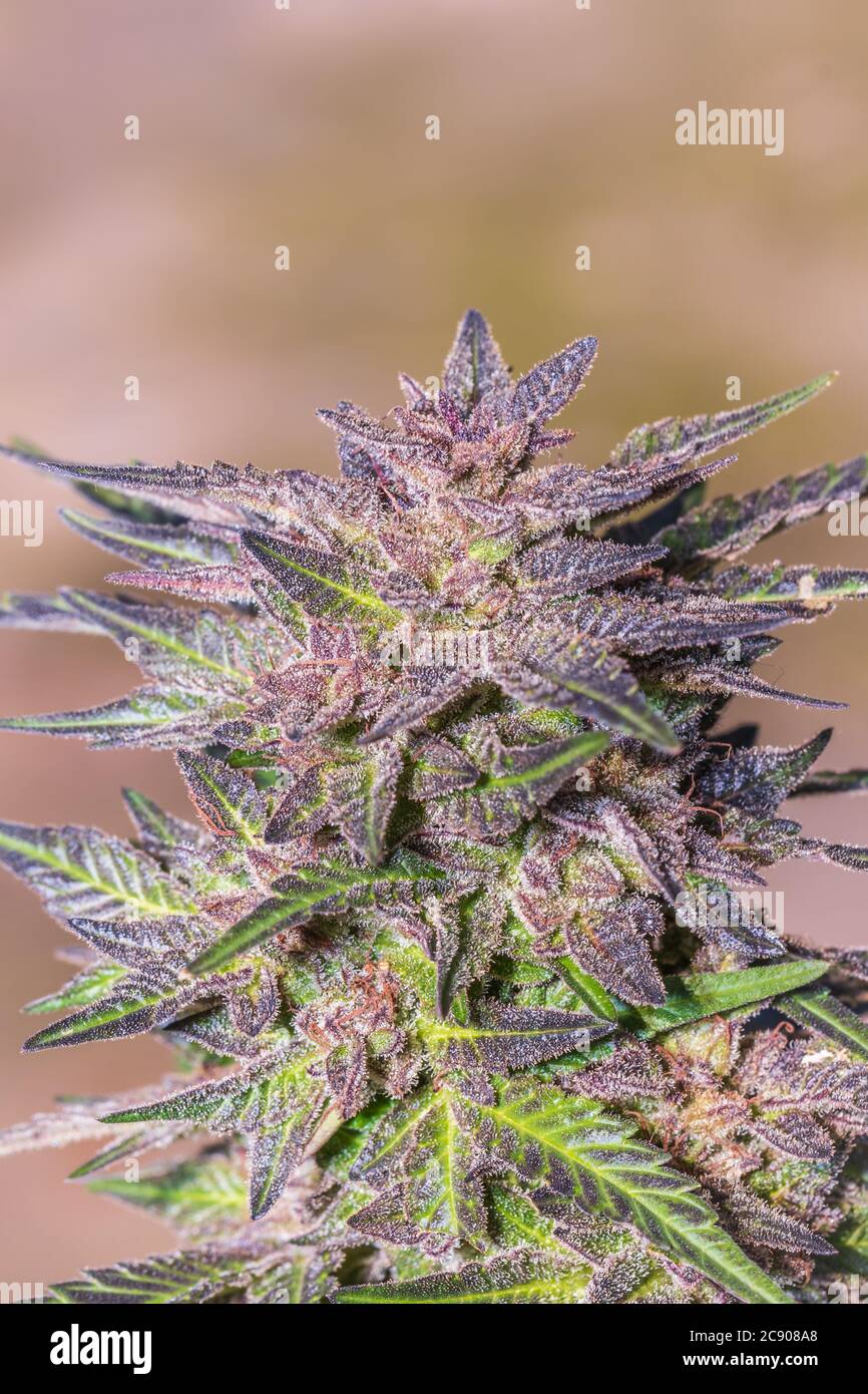 Marijuana plant male hi-res stock photography and images - Page 5 - Alamy