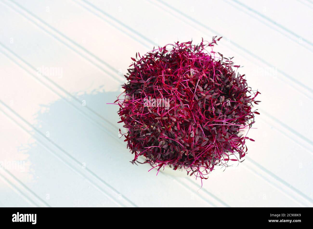 Red Purple Amaranth Microgreens provide concentrated protein and amino acids for a healthy Vegan lifestyle Stock Photo