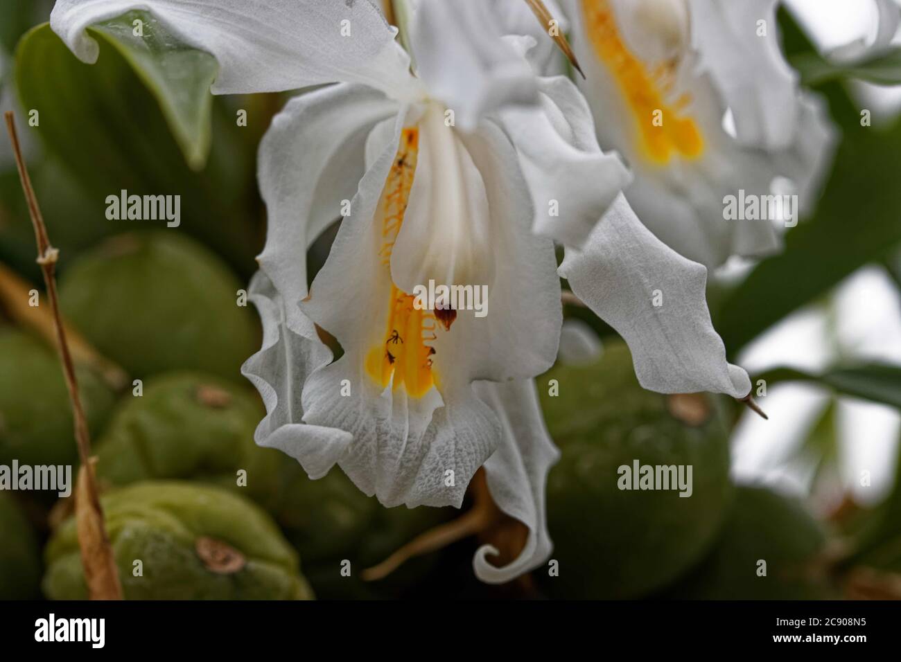 Coelogyne cristata is an epiphytic orchid that comes from cool, moist areas of the eastern Himalayas and Vietnam. Stock Photo