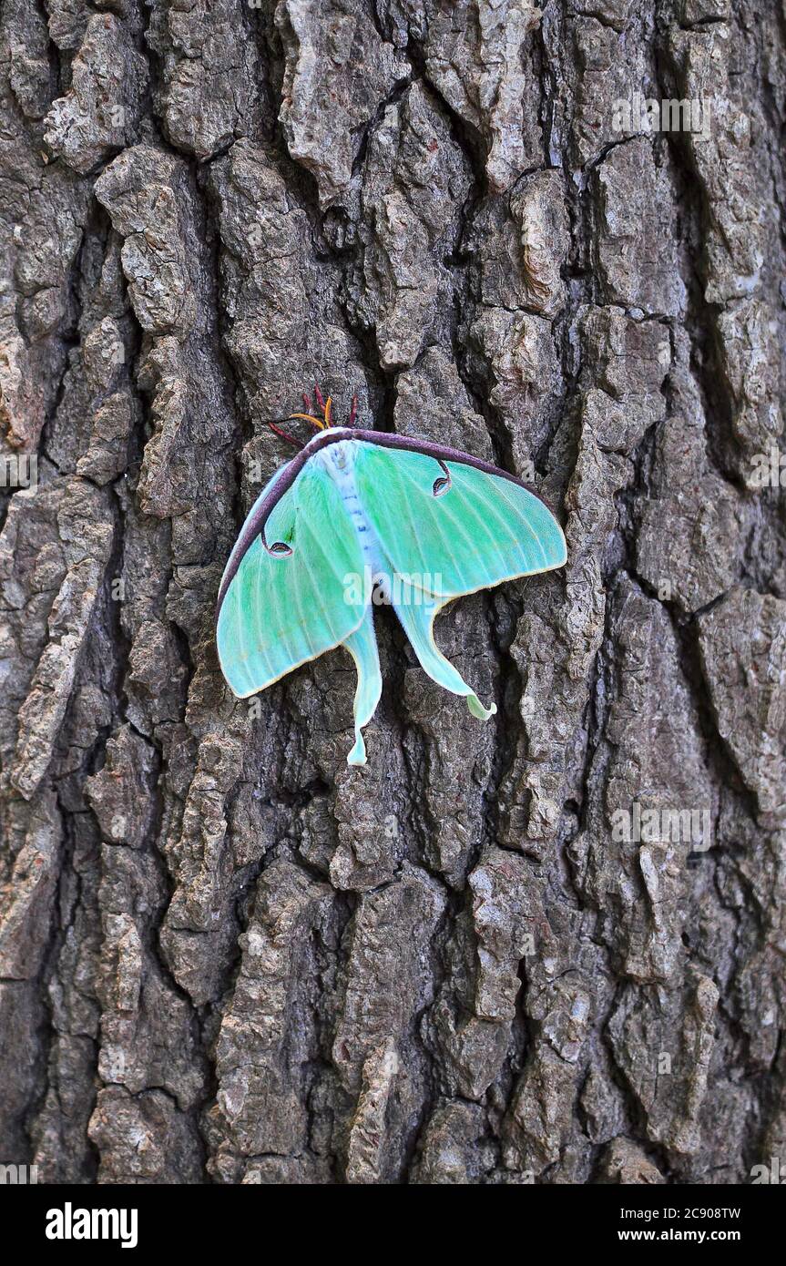 The Luna moth is a Nearctic moth in the family Saturniidae, subfamily Saturniinae, a group commonly known as giant silk moths Stock Photo