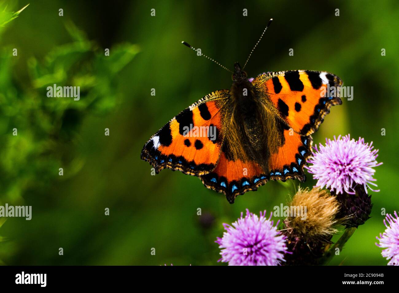 A small tortoiseshell Butterfly gathering pollen from a thistle flower Stock Photo