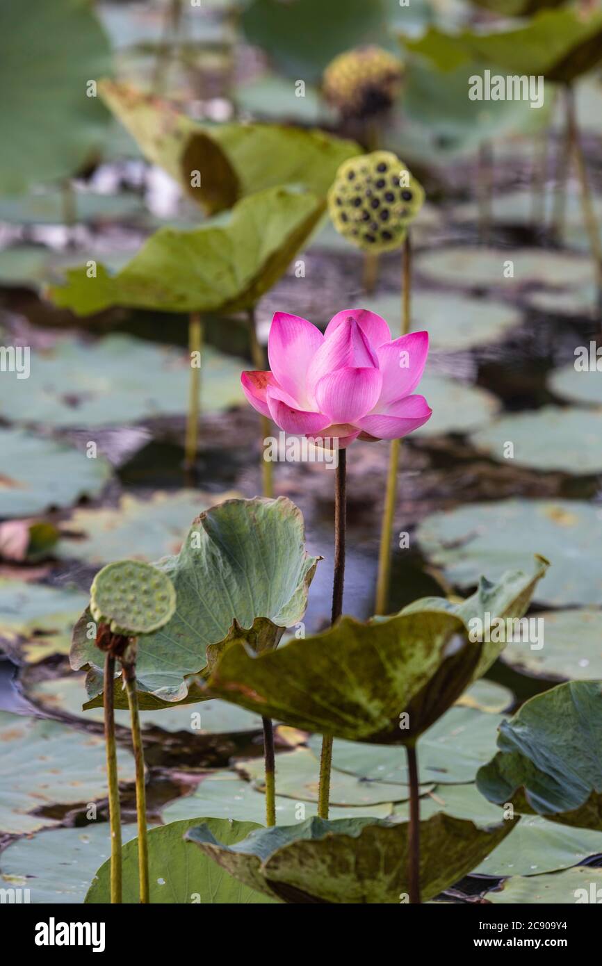 Lotus blossoming in the natural pool. The lotus flower is regarded as the queen of flowering
