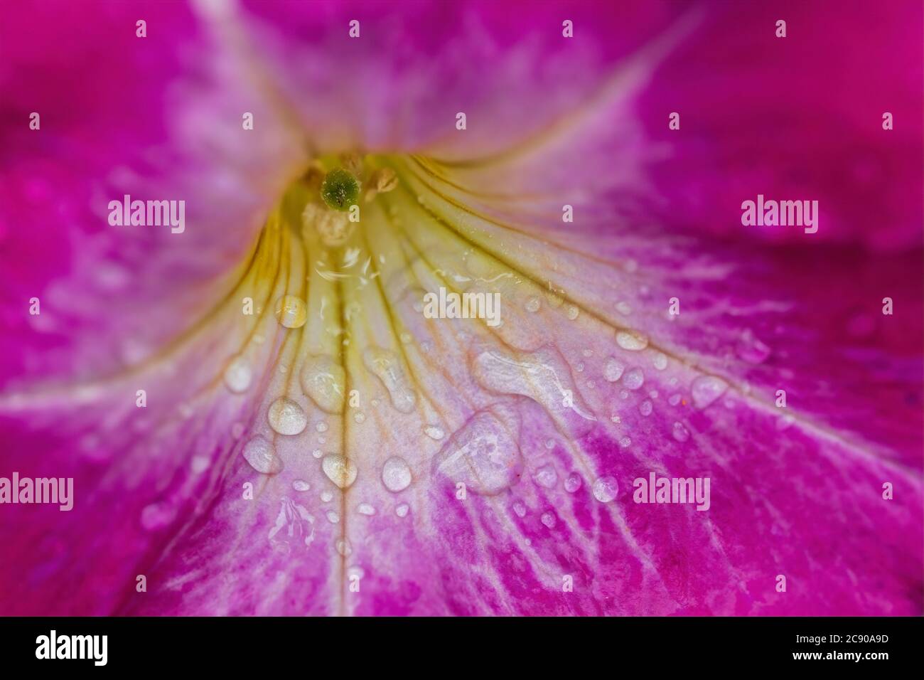 Macro image on a flower with raindrops. Stock Photo