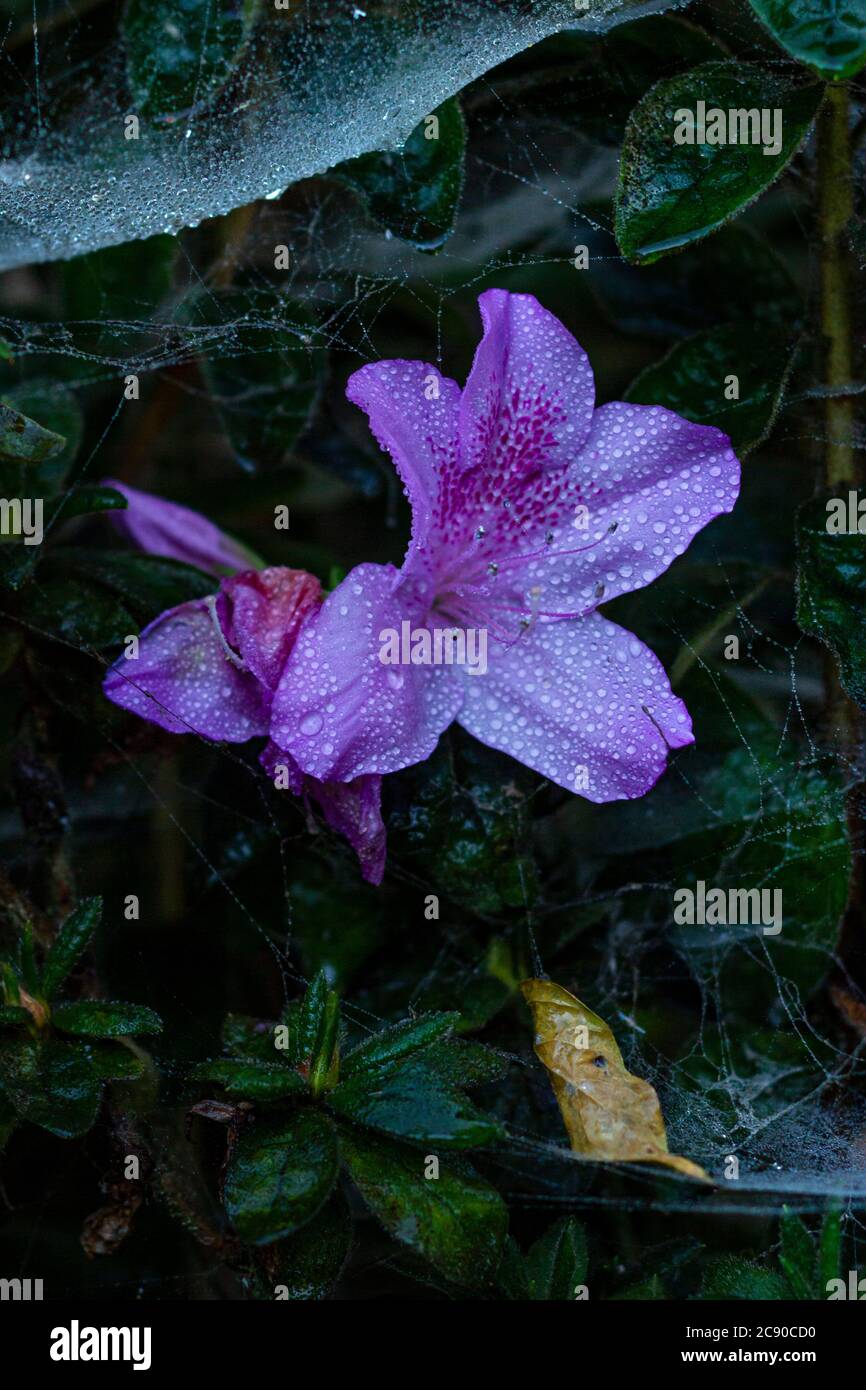 Moody portrait of azalea flower covered in dew and surrounded by spider webs. Stock Photo