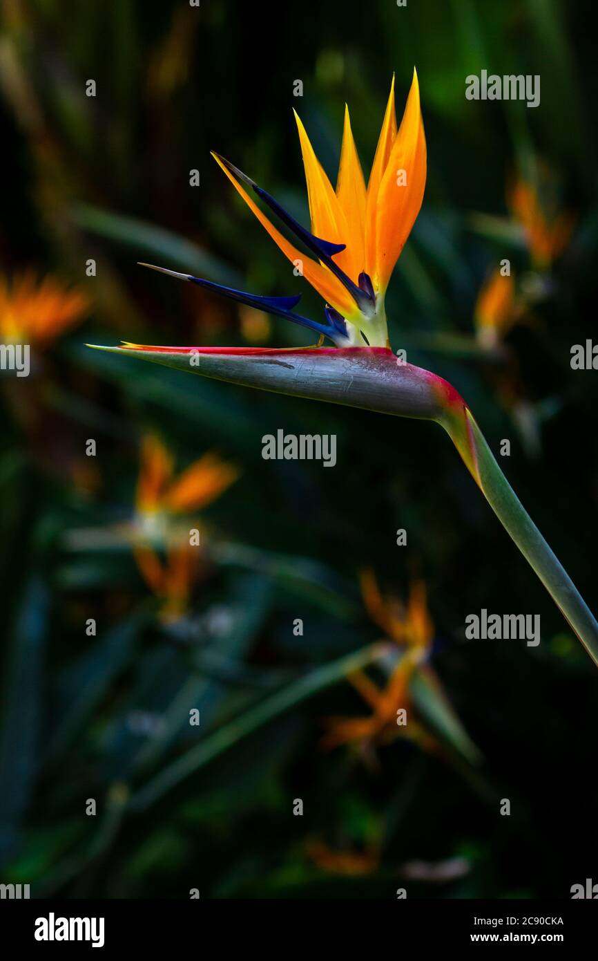 Close up portrait of a bird of paradise against dark and colorful background. Stock Photo