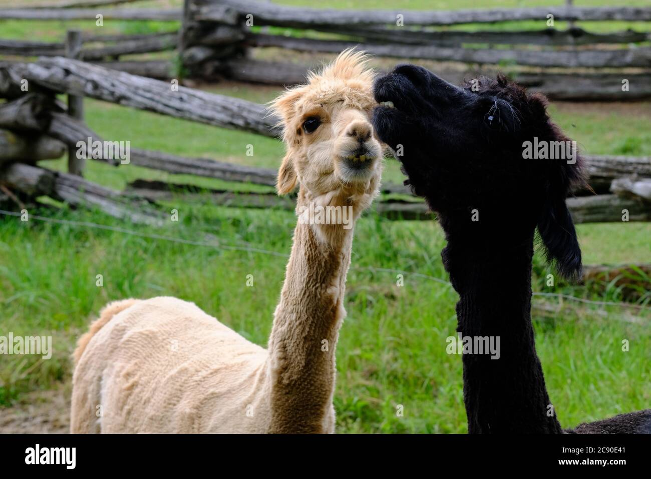 Spitting Llama
