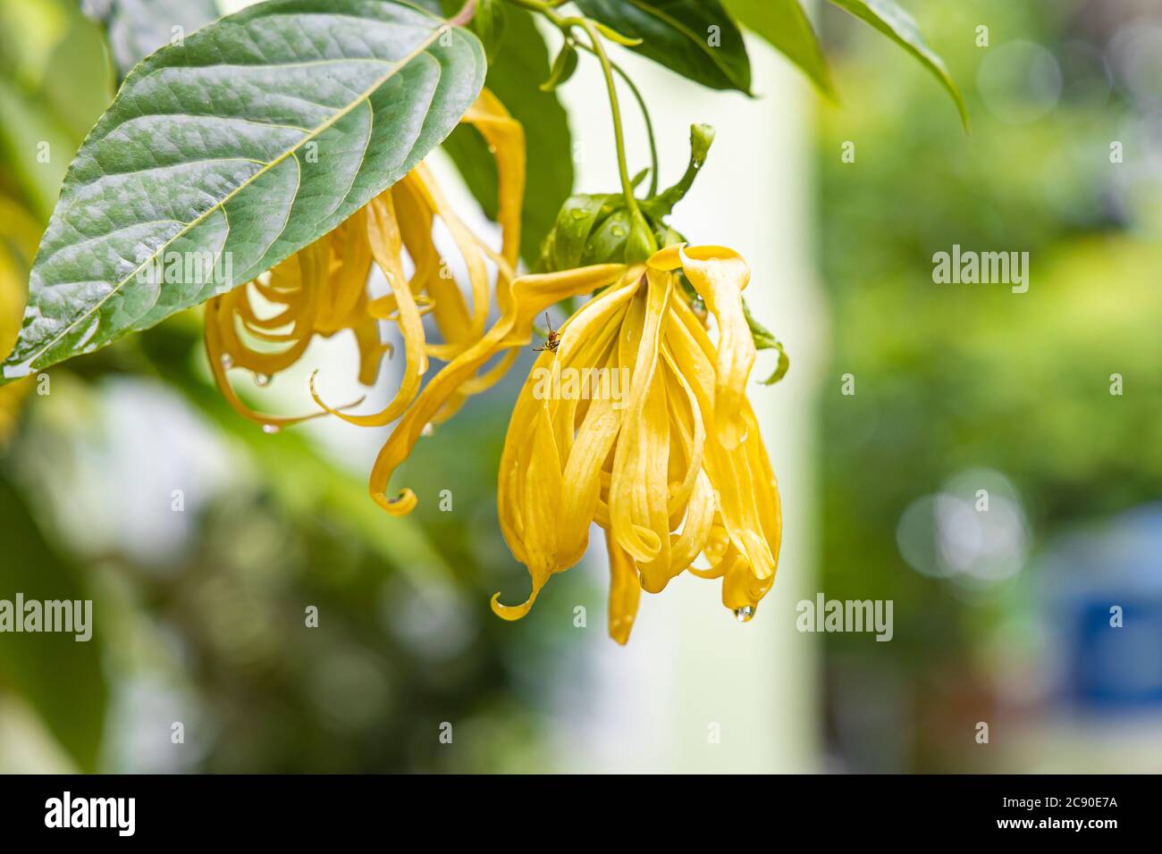 Close up of Cananga odorata flower with the leaf after rainning. Stock Photo