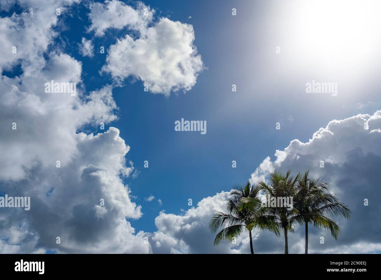 Palm trees against cloudy sky Stock Photo