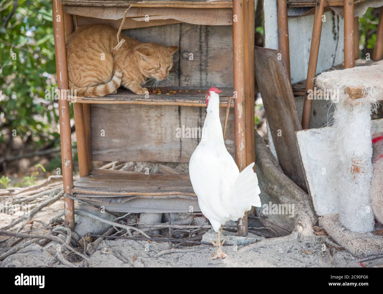 Cat cowering on shelf with white chicken acting aggressively over food in the feral cat colony at park in Christiansted on St. Croix in the USVI Stock Photo