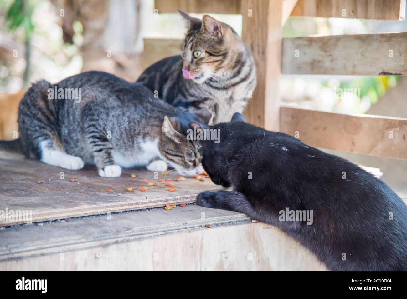 Three cats eating dry cat food in the feral cat colony at public park