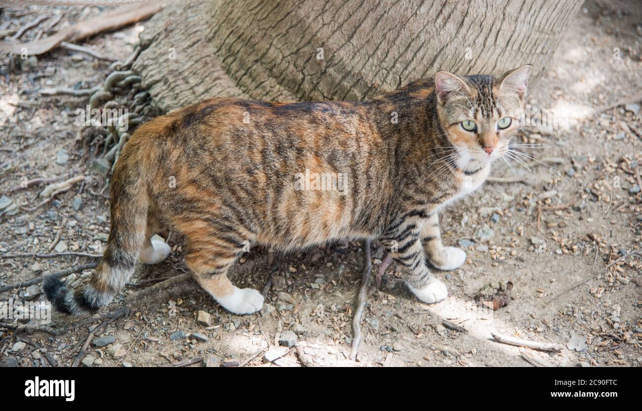Multicolored tabby cat in outdoor setting in the feral cat colony at public park in