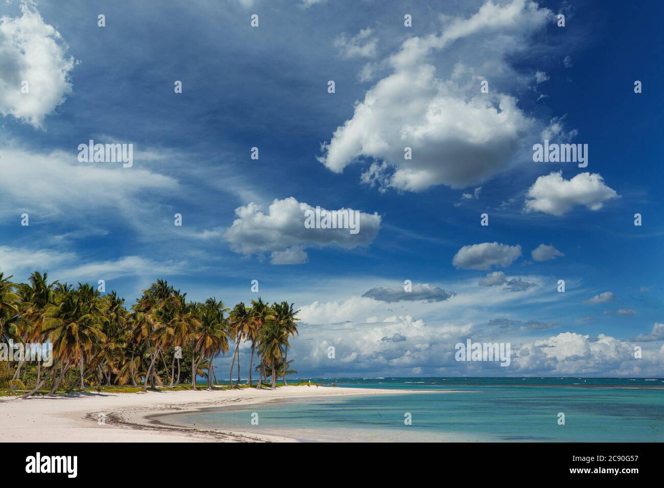 Caribbean, Punta Cana, Dominican Republic, Coconut palm trees over tropical beach Stock Photo