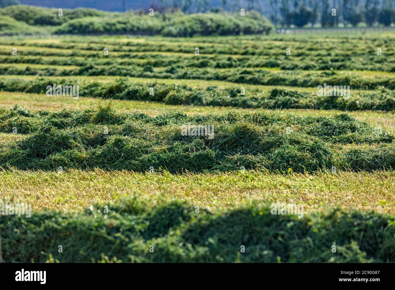 The freshly cut grass hi-res stock photography and images - Alamy