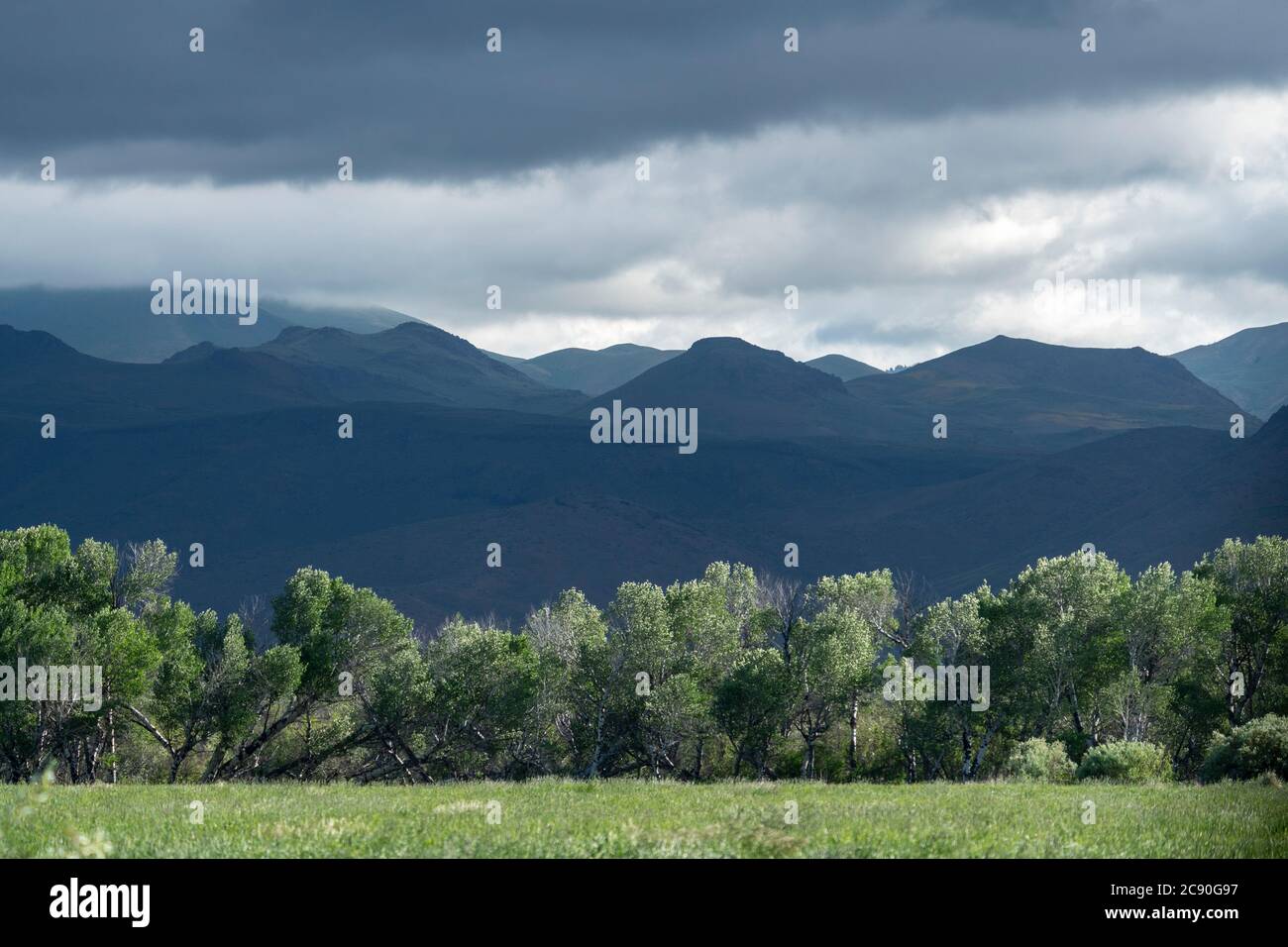 USA, Idaho, Sun Valley, Line of trees with mountains in background Stock Photo