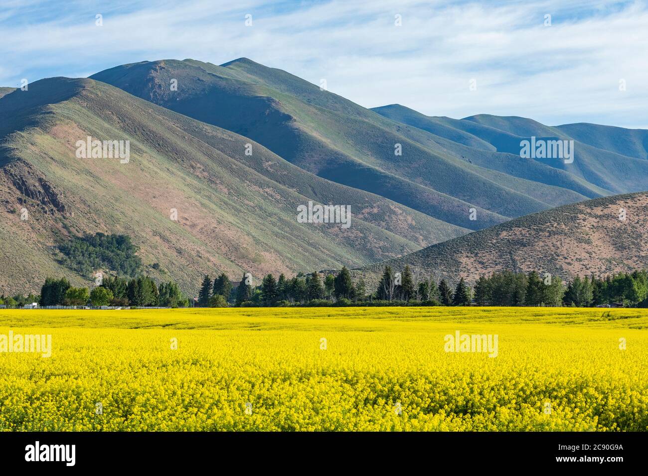 USA, Field of mustard and hills Stock Photo