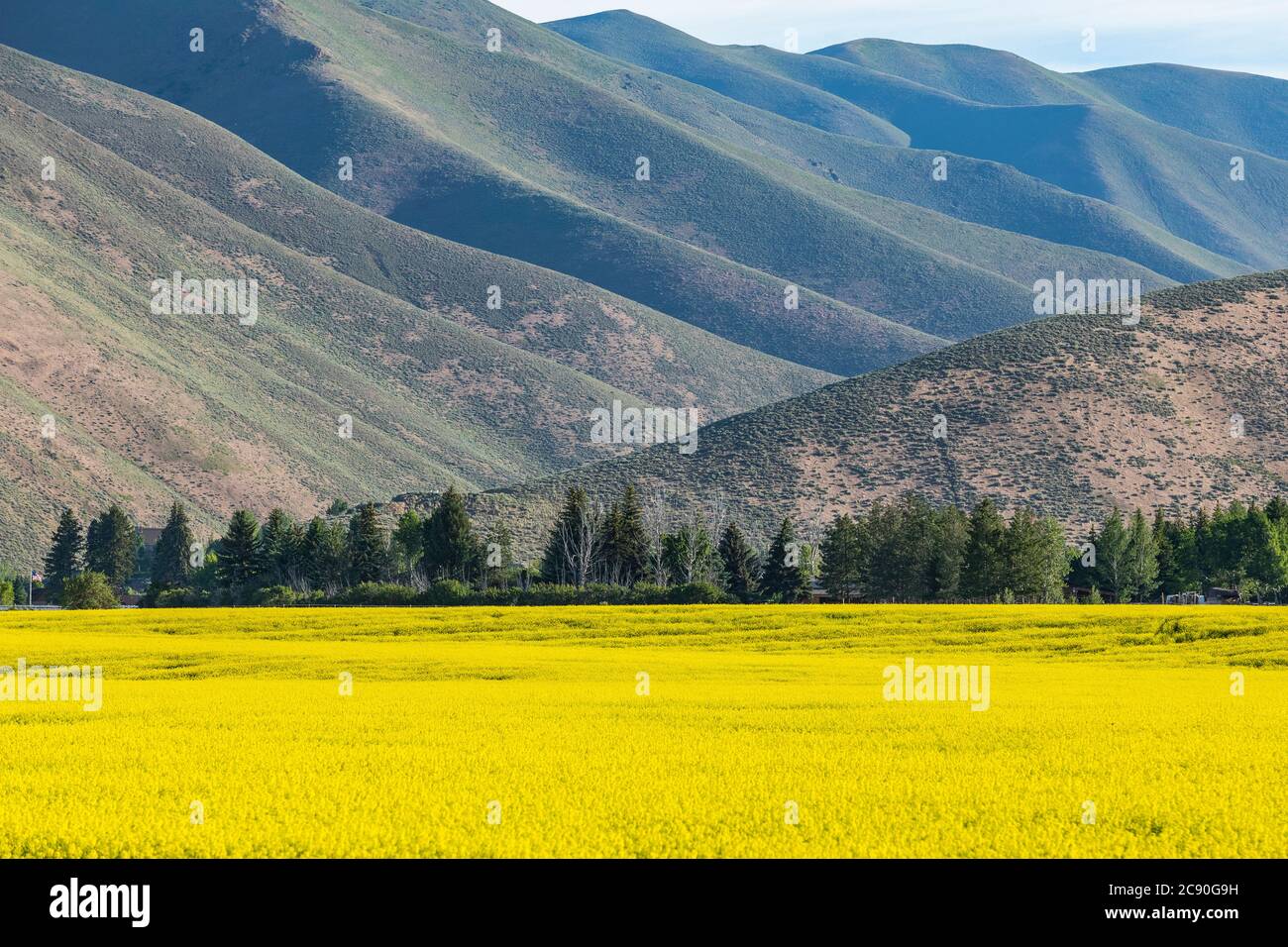 USA, Field of mustard and hills Stock Photo