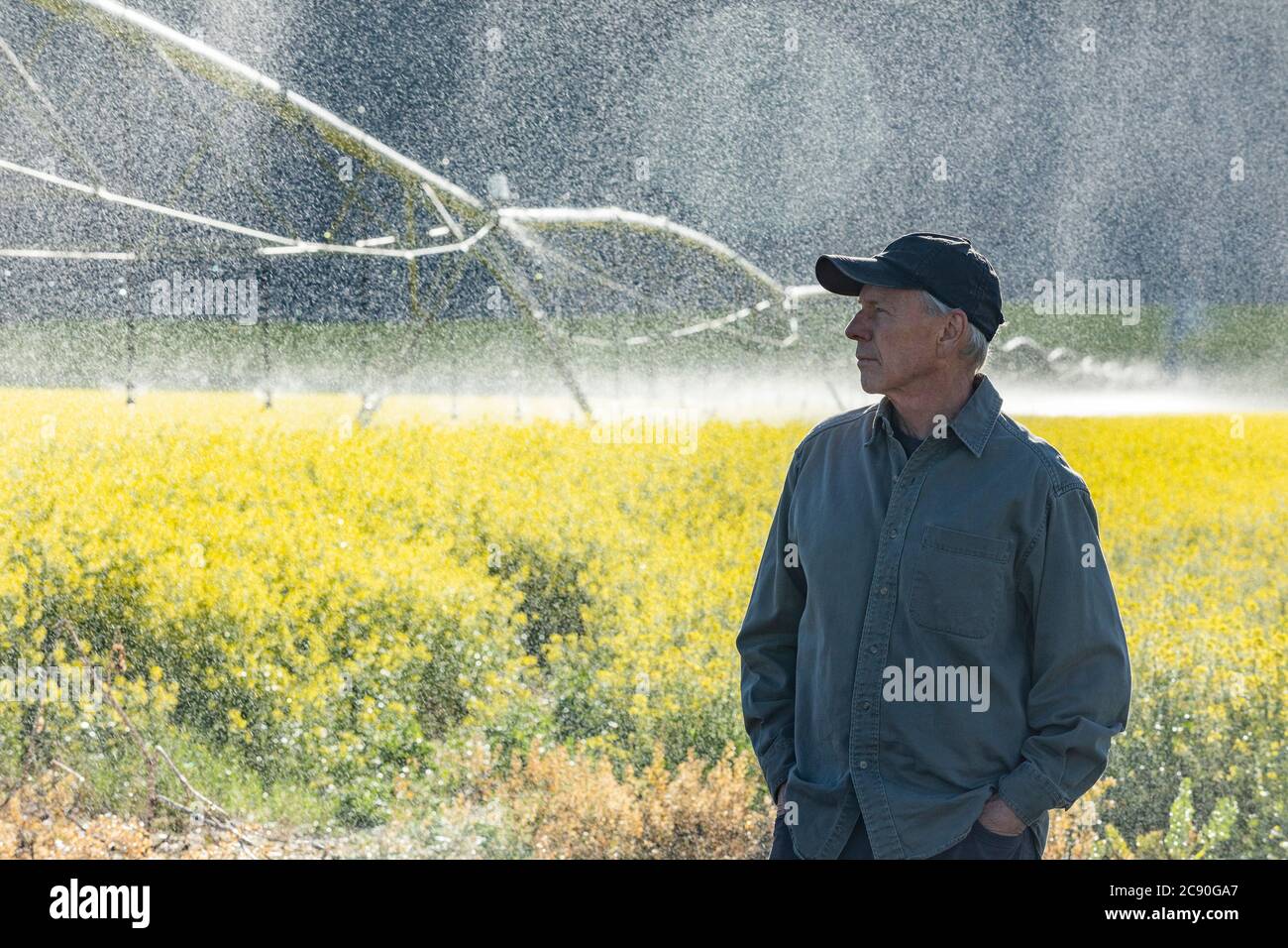 USA, Idaho, Sun Valley, Farmer standing in mustard field during irrigation Stock Photo