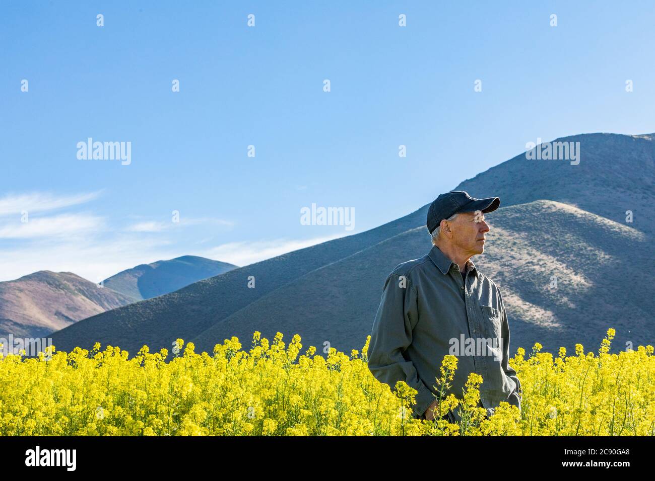 USA, Idaho, Sun Valley, Farmer standing in mustard field Stock Photo