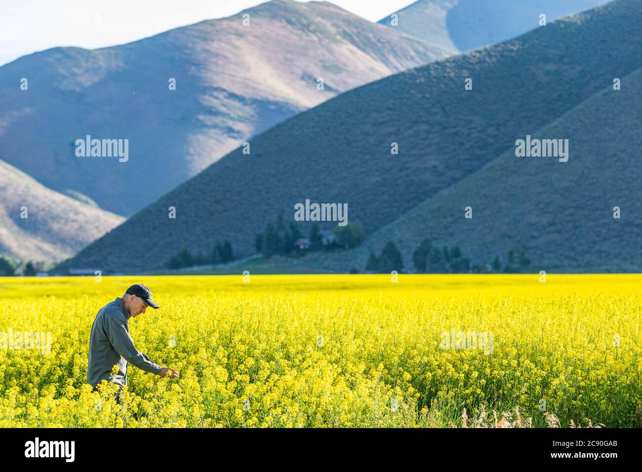 USA, Farmer examining mustard crop Stock Photo
